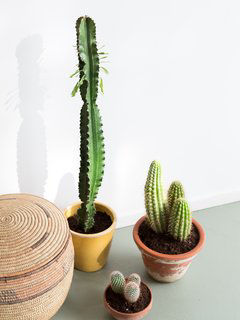 Quelle plante choisir - Cactus